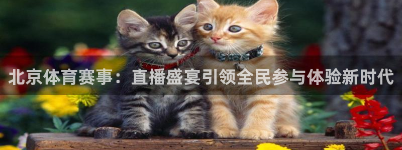 北京体育赛事：直播盛宴引领全民参与体验新时代