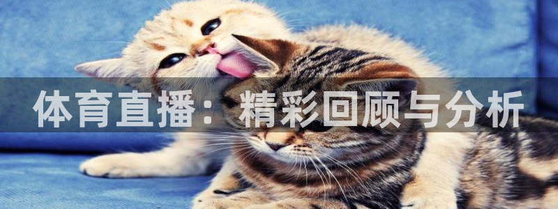 体育直播：精彩回顾与分析